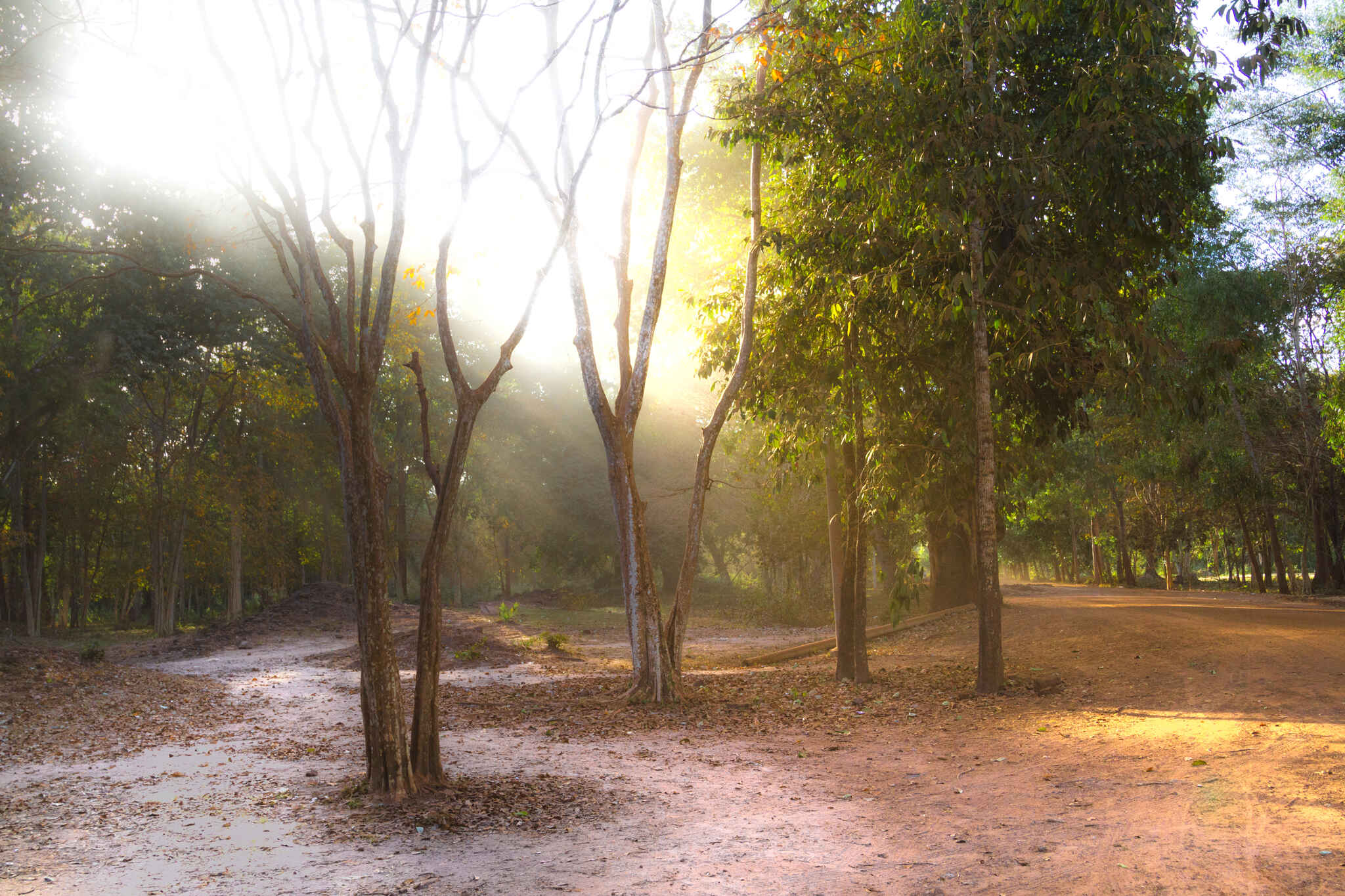 Sambor Prei Kuk Woodlands