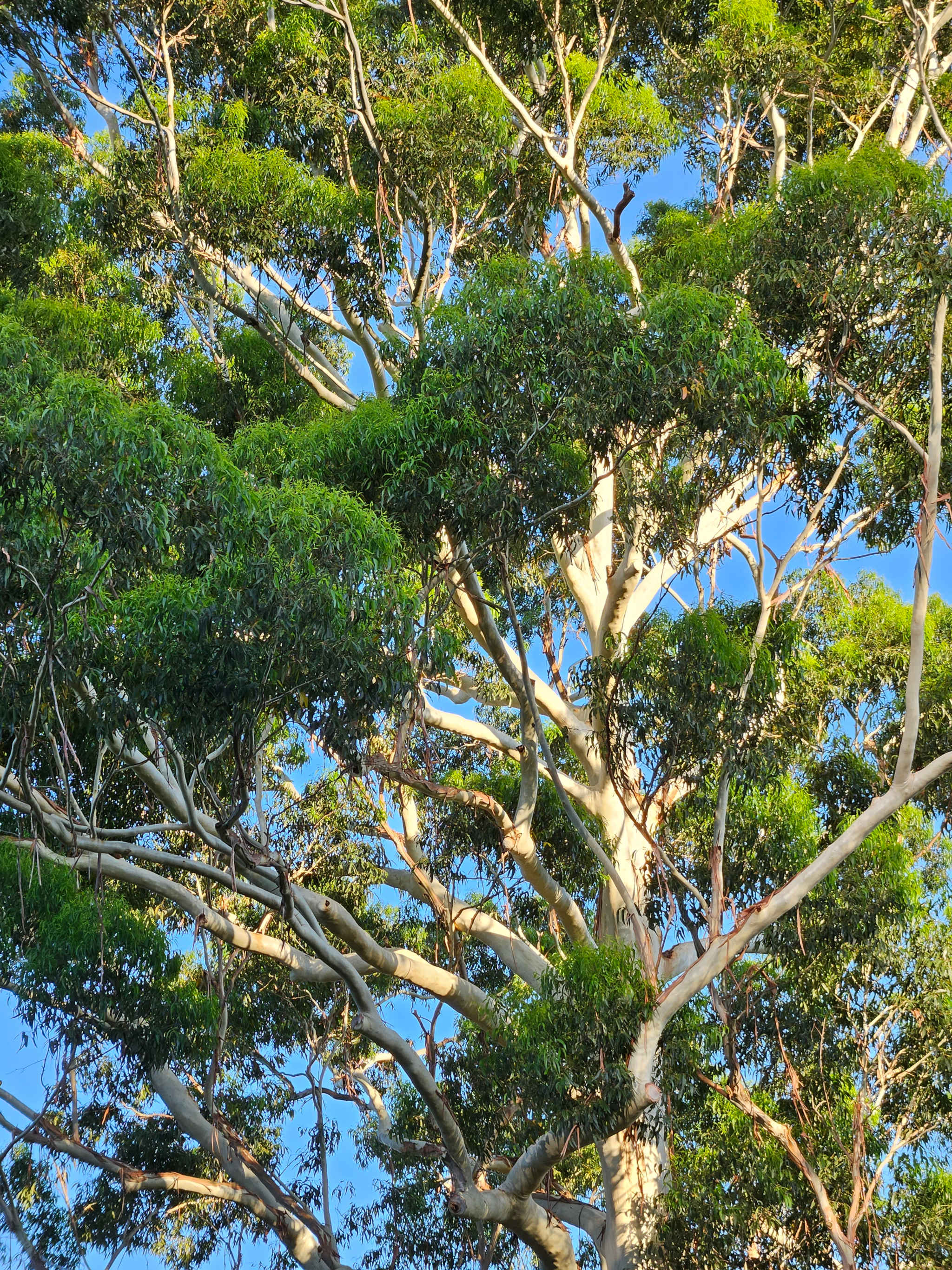Gum Tree