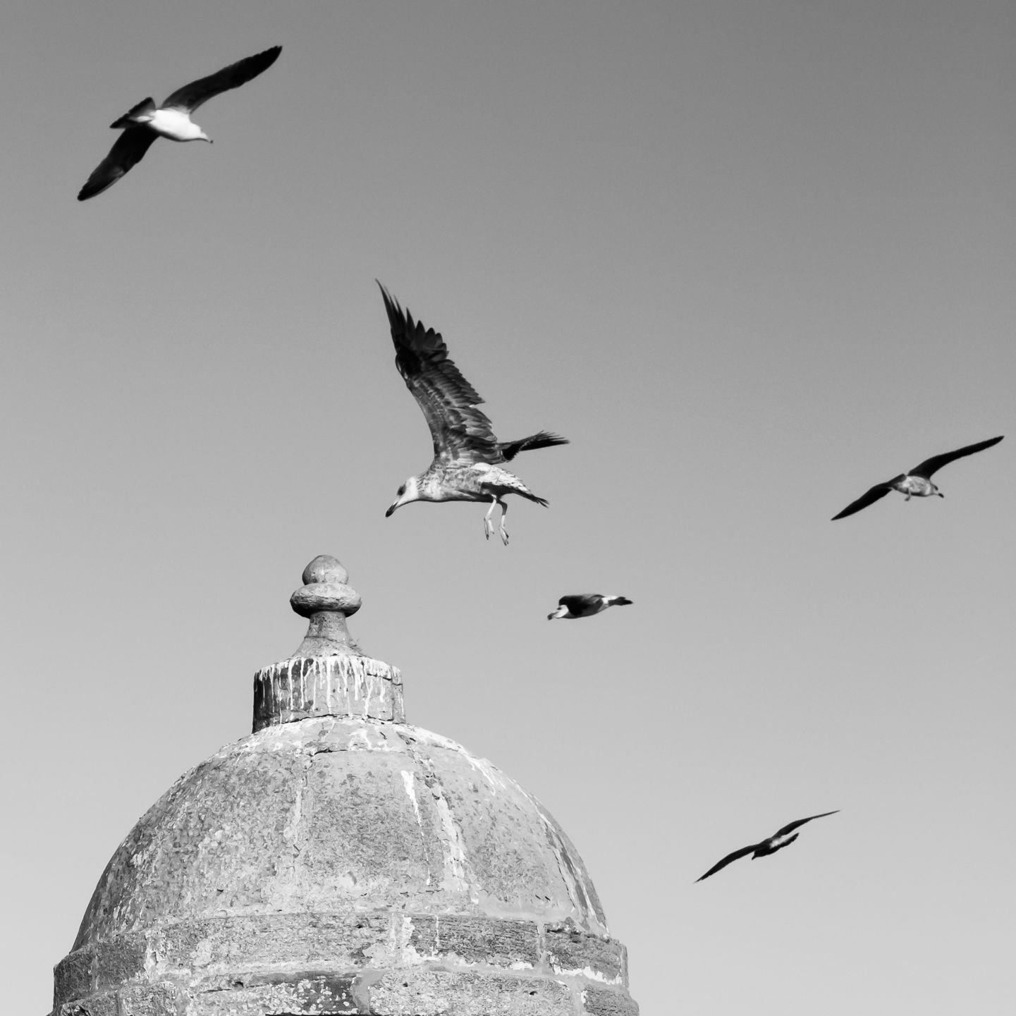 The Gulls of Old Mogador