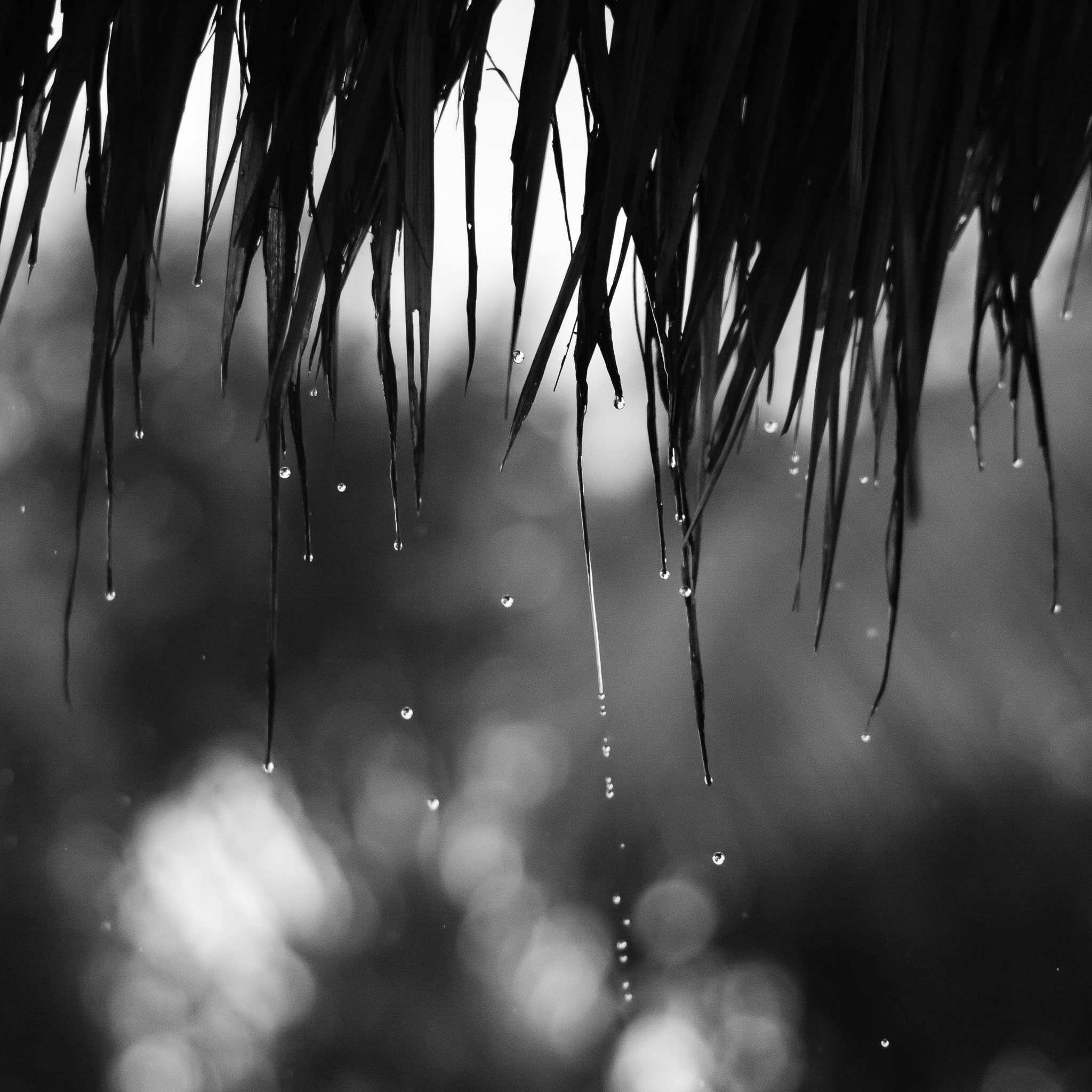 The Wet Comes To Bali