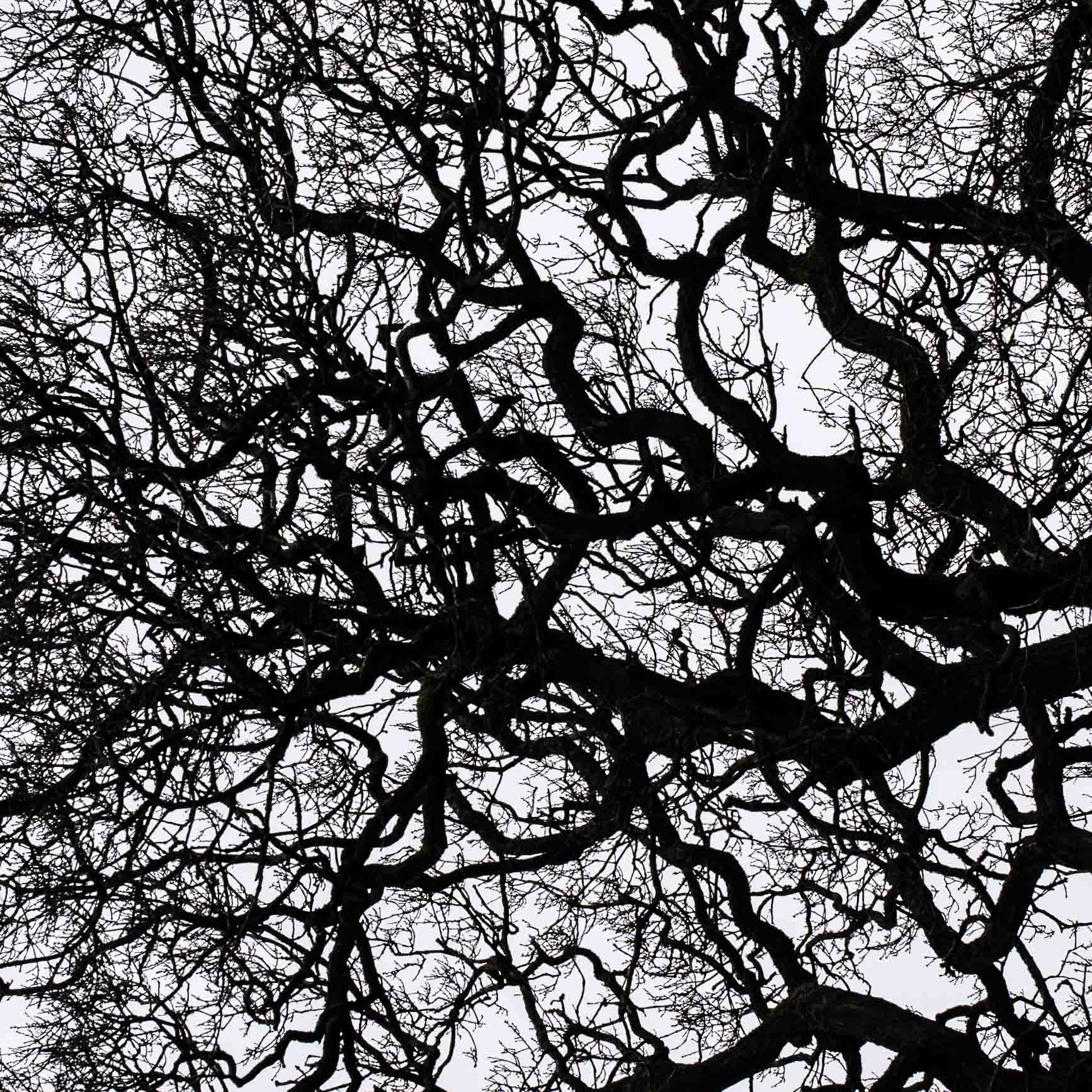 Winter Tree Textures